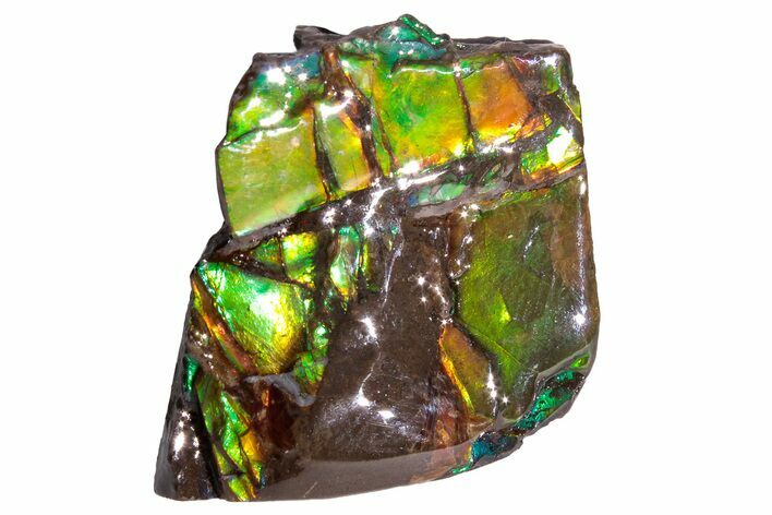 Iridescent Ammolite (Fossil Ammonite Shell) - Alberta, Canada #222753